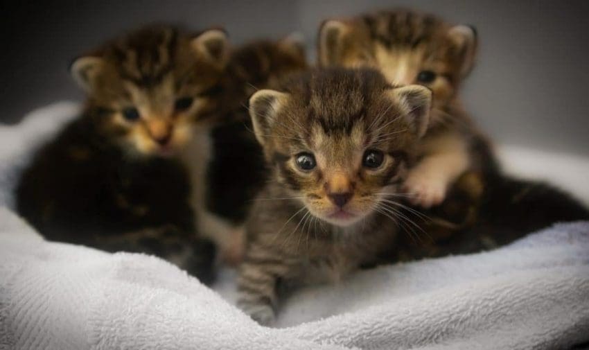 4 little cute tiger kittens with mexican names