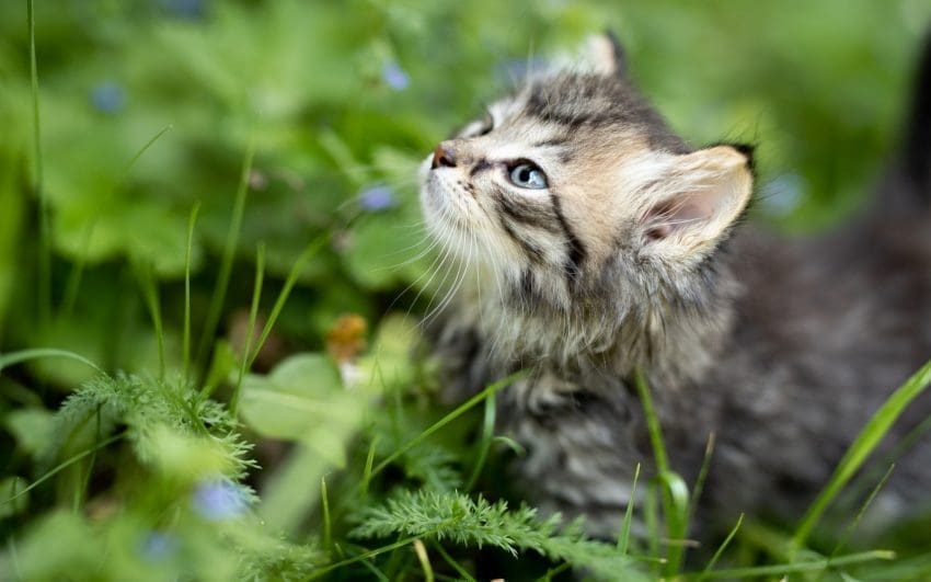 little tiger kitten walking in the forest surrounded by nature