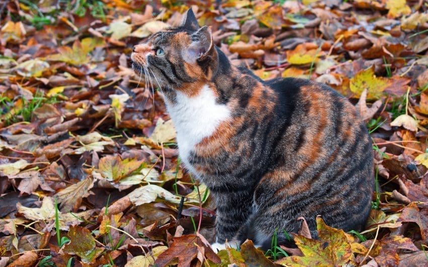 nature-inspired cat surrounded by colorful leaves