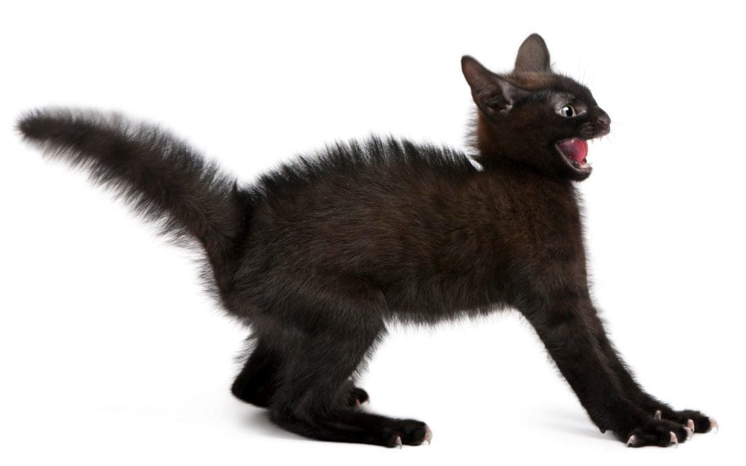 Why Do Cats Attack Their Tails? 7 Most Common Reasons