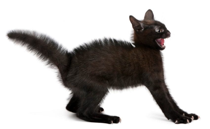 Frightened black kitten standing in front of white background.