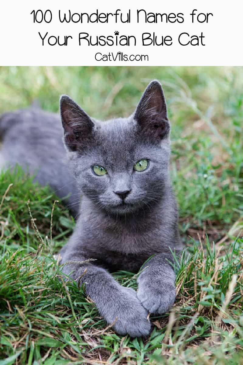 100 Wonderful Russian Blue Cat Names (Male & Female)