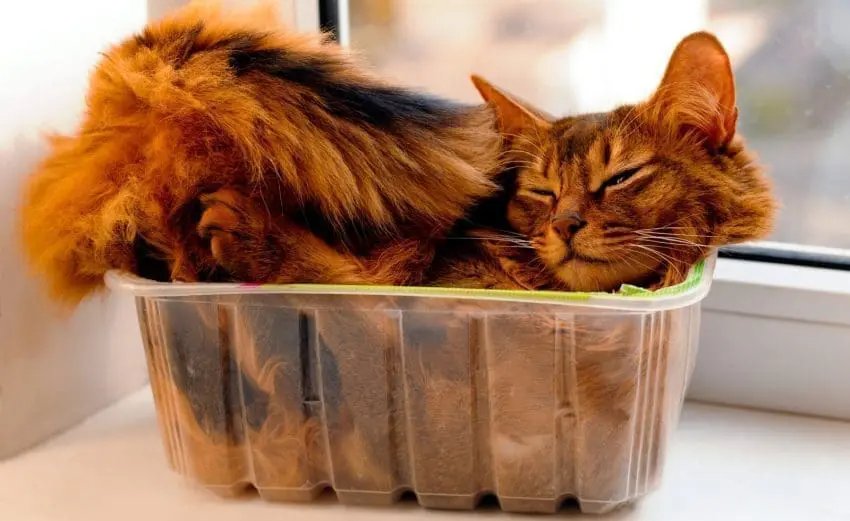 Somali cat lie inside transperent plastic box