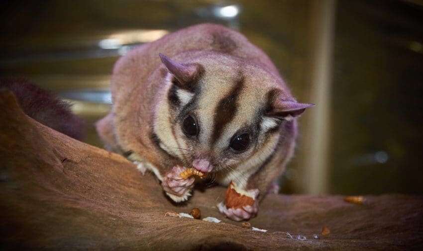 sugar glider eating acorn