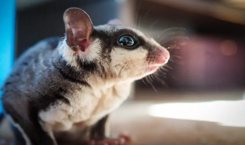 a cute sugar glider staring at the camera