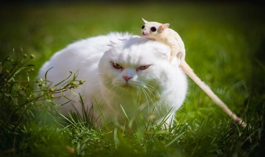 White sugar glider and cat on grass