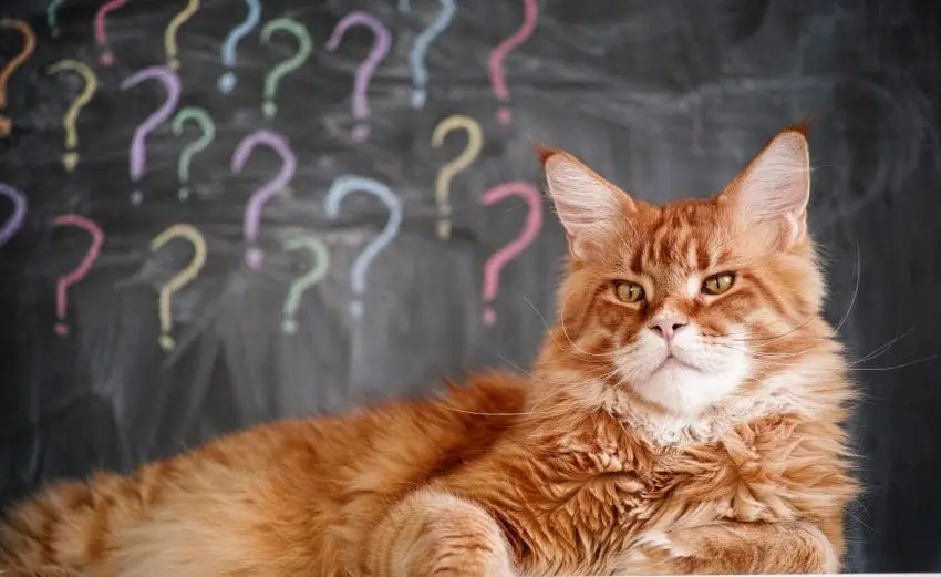 Red maine coon cat laying on a table against question mark background. Close up.