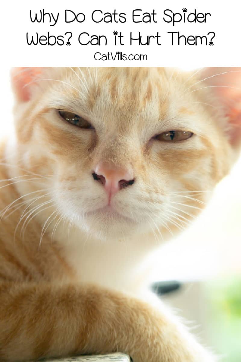 Why Does My Cat Eat Spider Webs? Reasons And Prevention