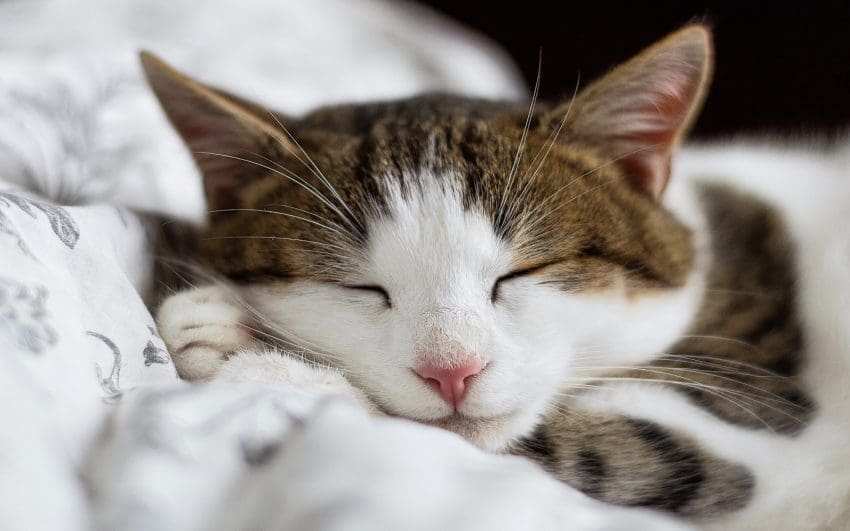 white and black cat sleeping tight on the bed