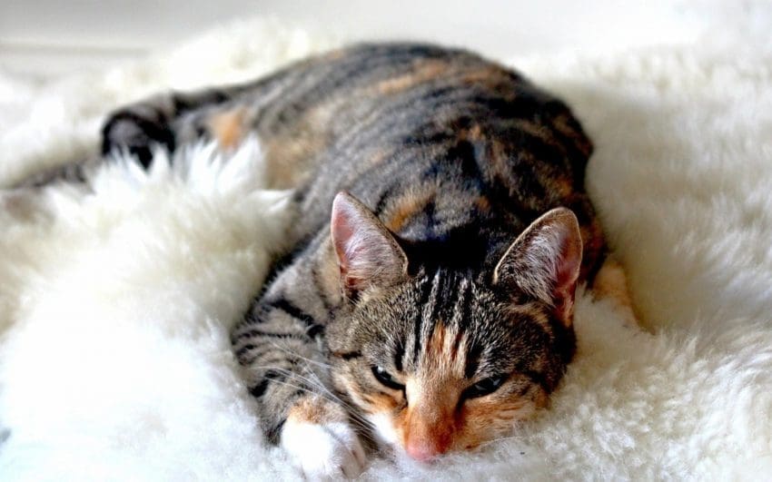 tiger cat sleeping on a white blanket beside her owner