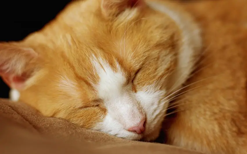 orange cat deeply sleeping beside her owner