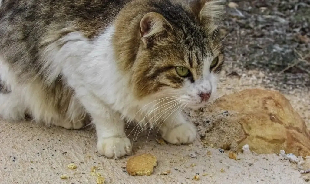 cat eating off dirty ground