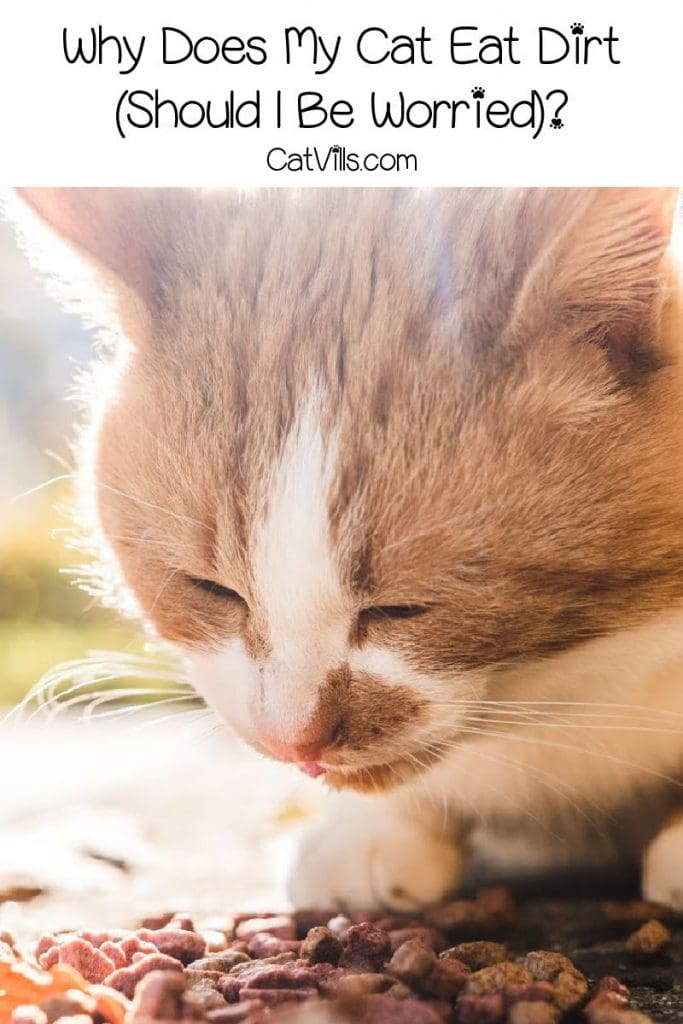 cat eating dirt