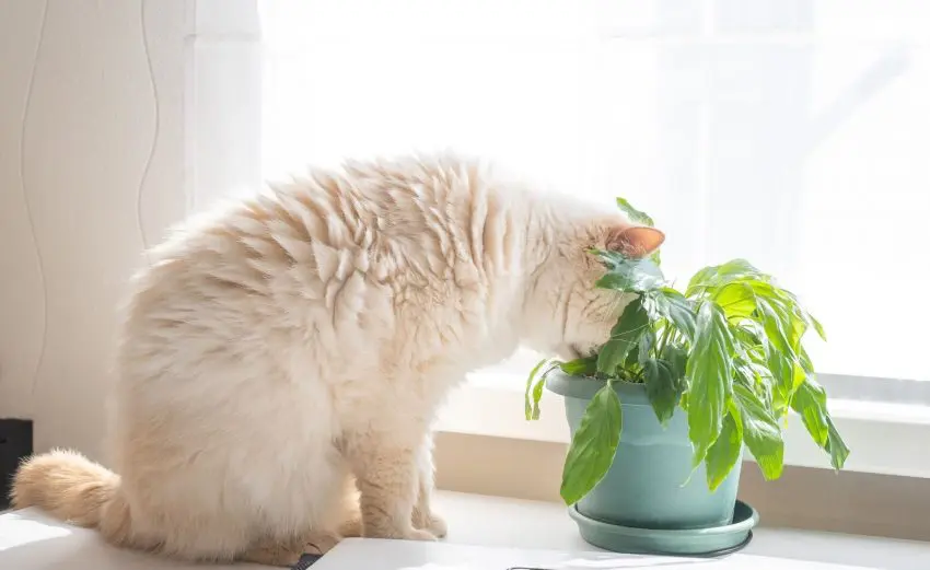 cat eating dirt from a potted plant
