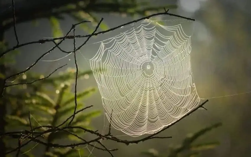 Spider web