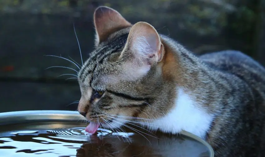 tiger cat licking water from a metal bowl