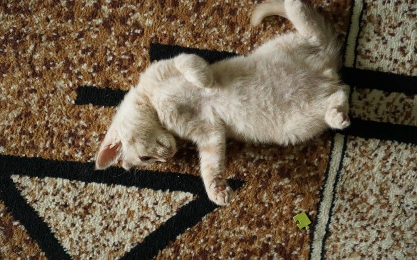 cat licking down the carpet