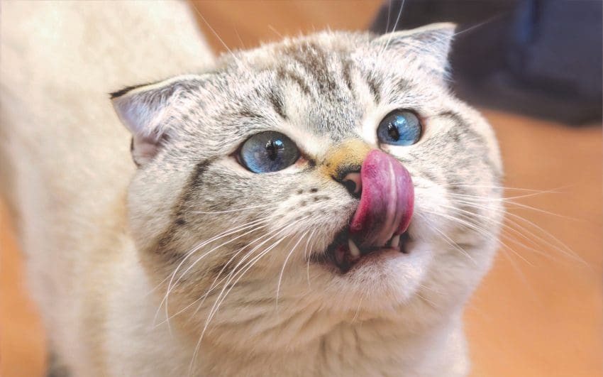 blue-eyed kitten licking her nose
