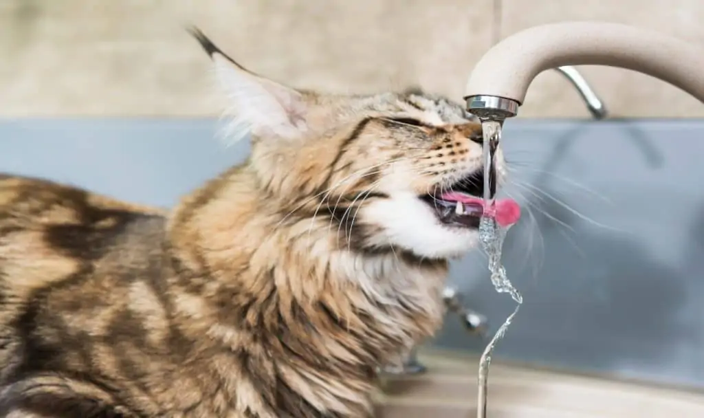 cat drinking from faucet