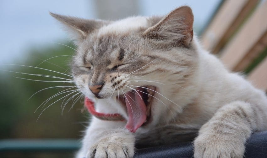 why does my cat sigh? a little kitten yawning outdoor