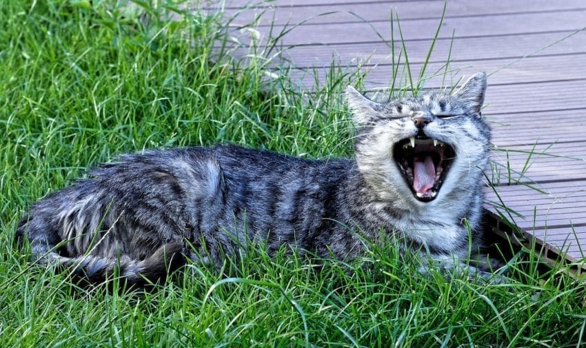 feline cat howling