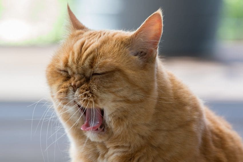british shorthair cat sighing