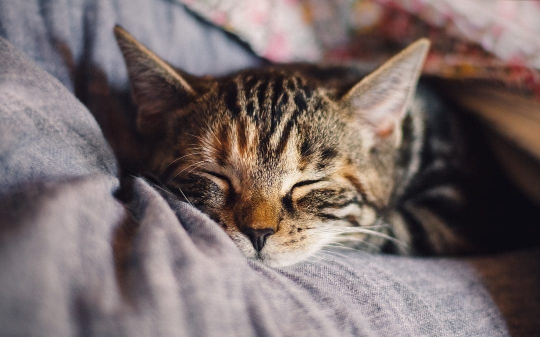 Why Your Cat Sleeps on Your Head: 5 Fascinating Reasons
