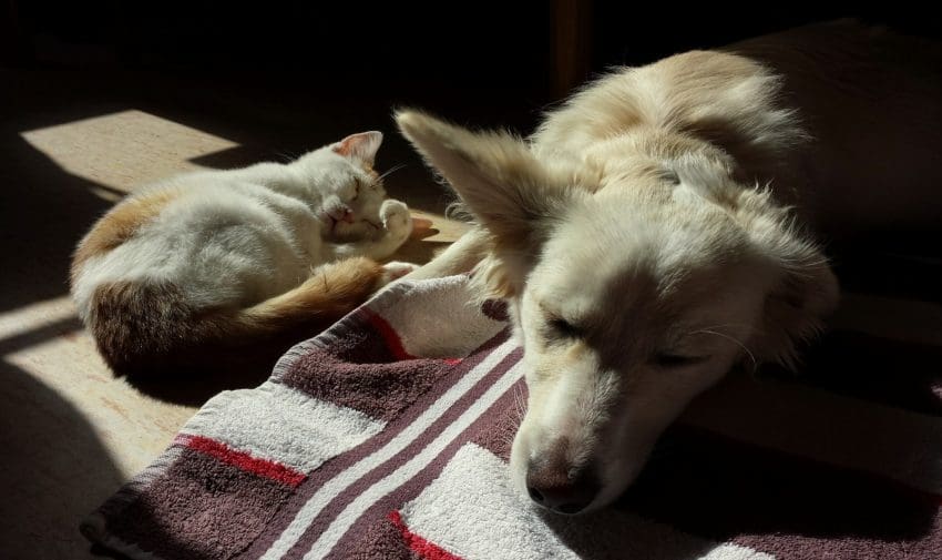 dog and cat sleeping together