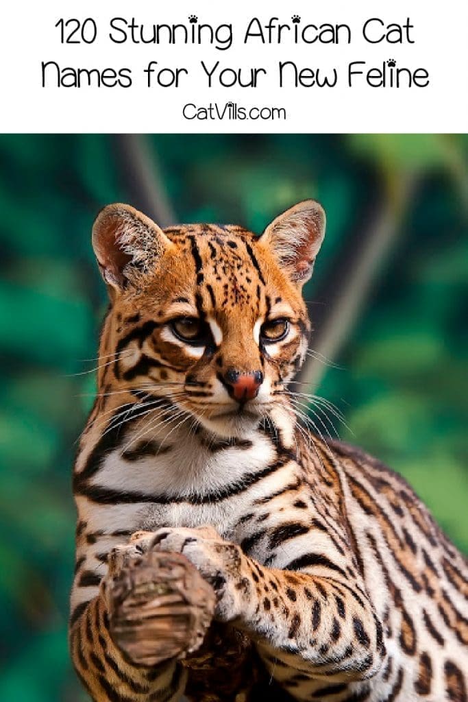 An ocelet cat with his paws together and text that reads "120 stunning African cat names"