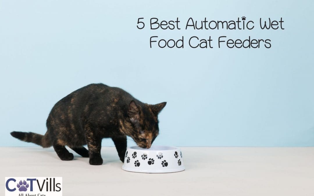 5 Best Automatic Cat Feeders: Cat Feeding Made Simple