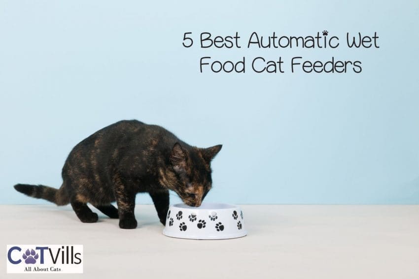 cat eating food using the best automatic wet food cat feeders