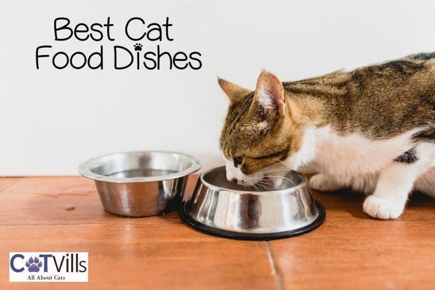 a cat eating using the best cat food dishes and bowl