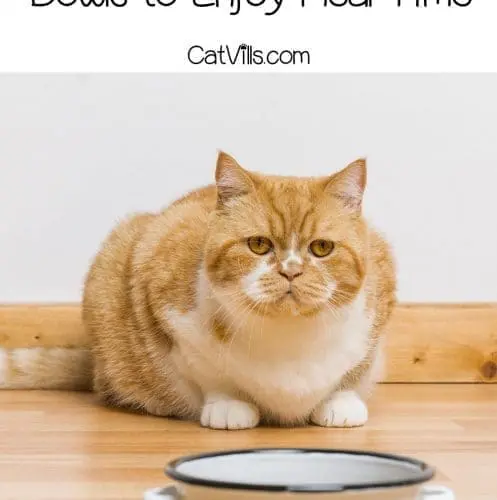 a cute chubby cat looking at the ceramic best cat dish