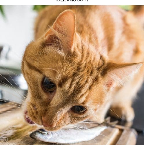 orange cat eating anchovies