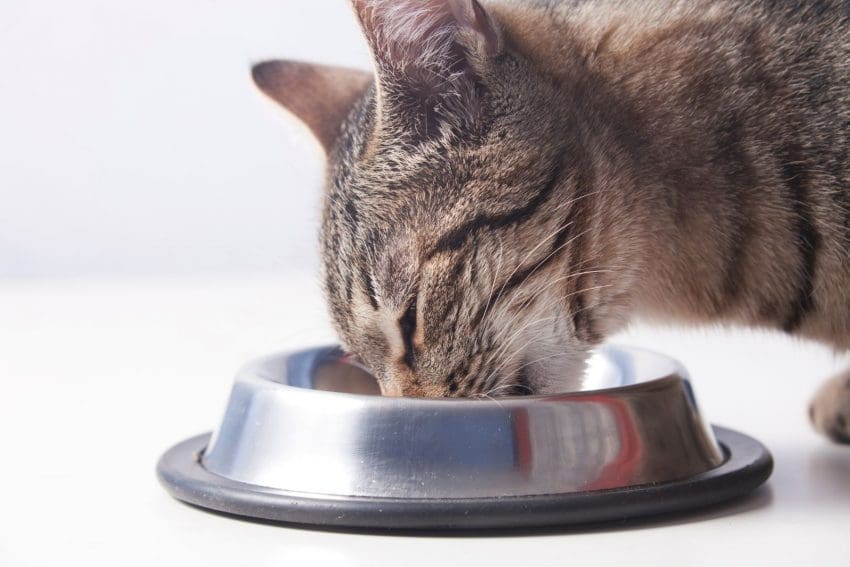 Maine coon cat eating on the metal bowl