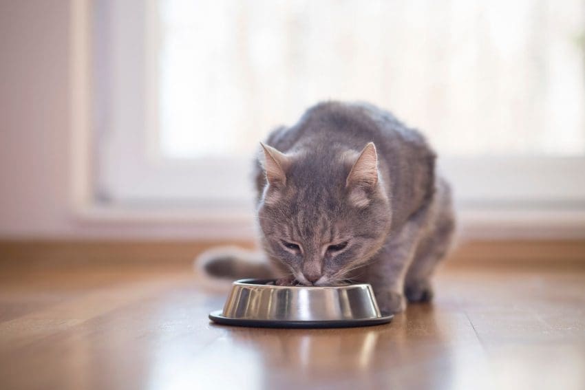 an adult cat eating on a stainless steel bowl