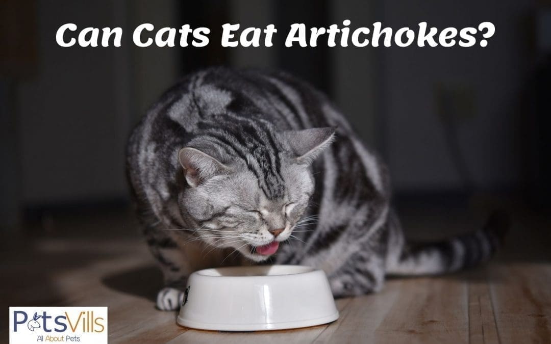 Are Artichokes Good for Cats as a Treat? Or is it Toxic?