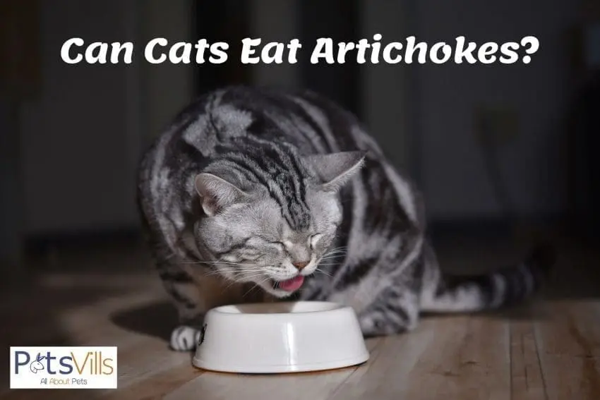 a black and gray cat eating on a white bowl: can cats eat artichokes?