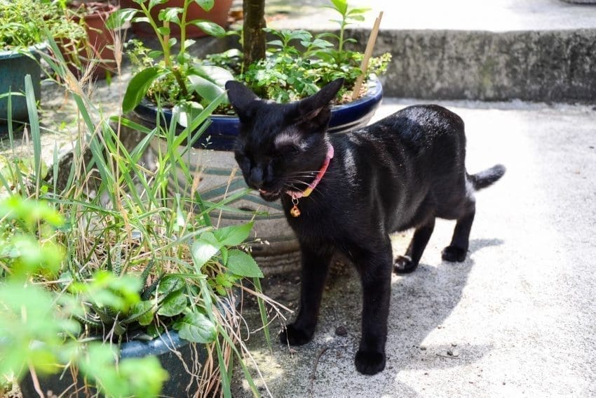 black cat with a collar bell