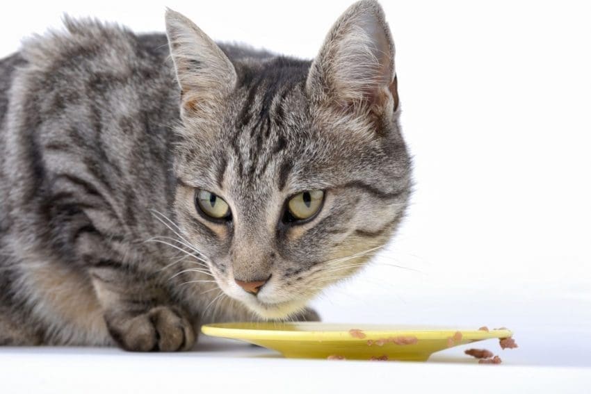 cat eating dry food on a yellow plate