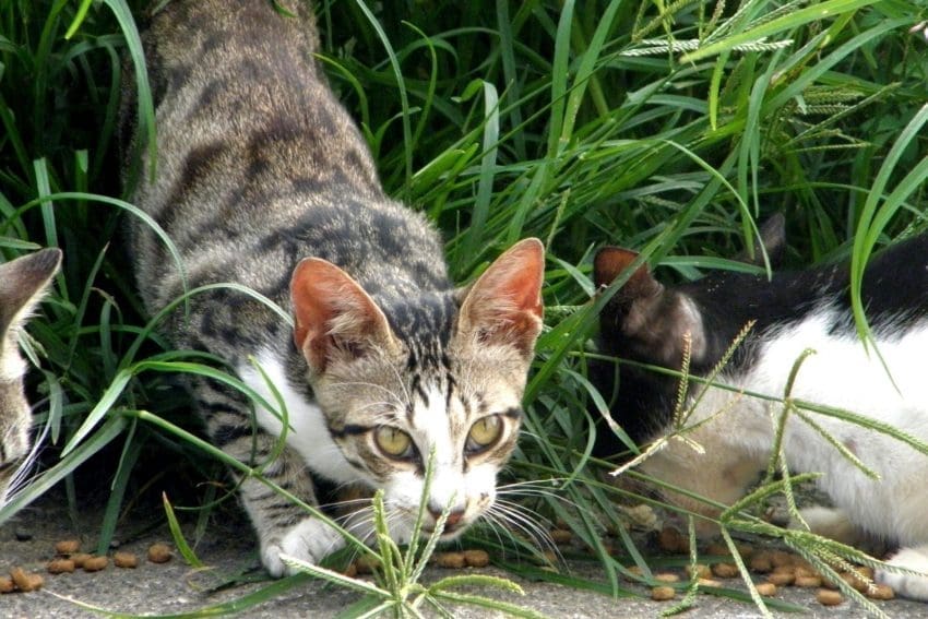 group of cats eating dry food on the grasses