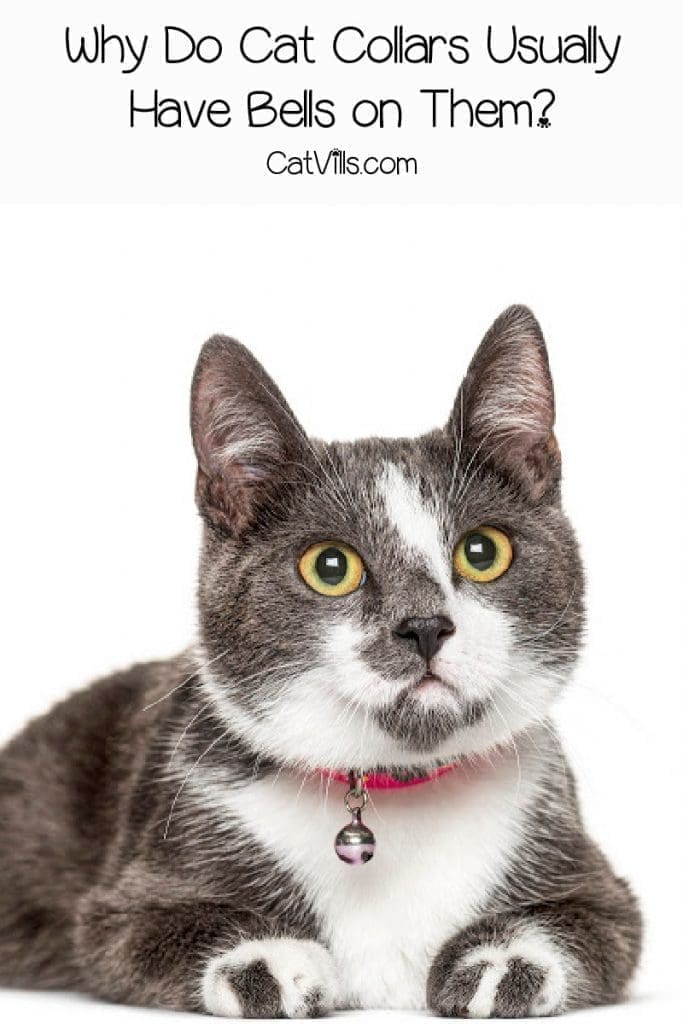 Grey cat with red collar with a bell hanging from it