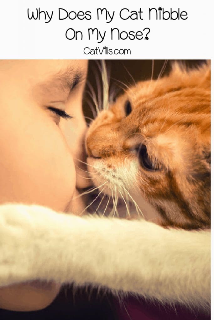 Orange cat biting a child's nose, with text" Why does my cat nibble on my nose"