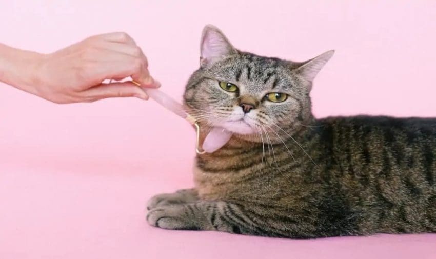 grey cat on pink background with hand reaching out to groom him