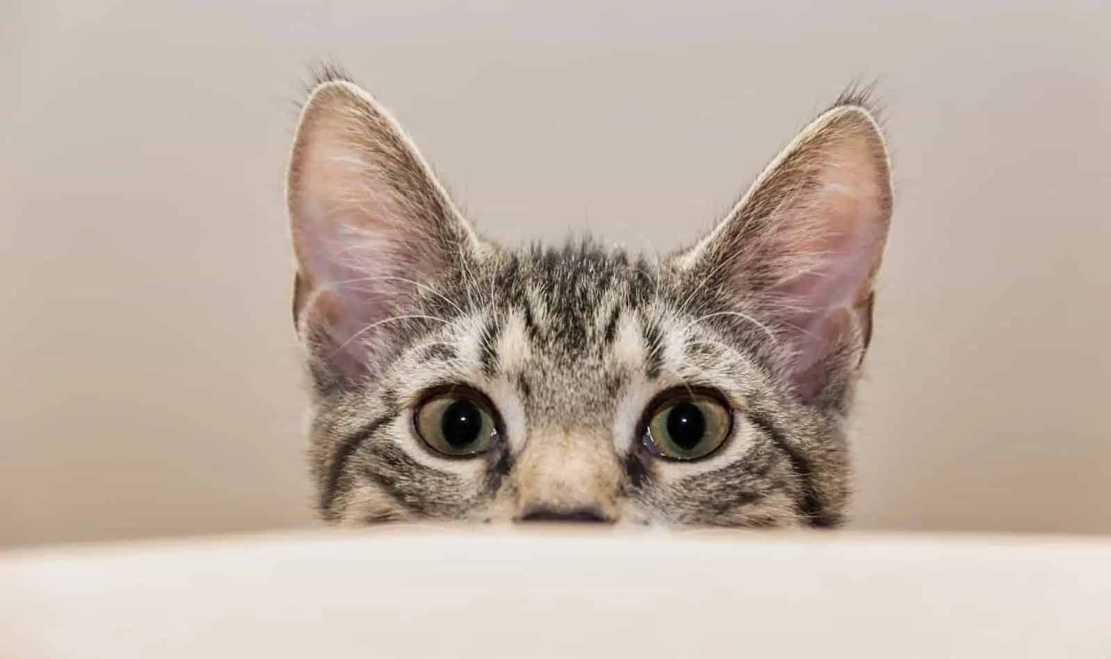 Why Does My Cat Nibble My Nose? [And How To Stop It]