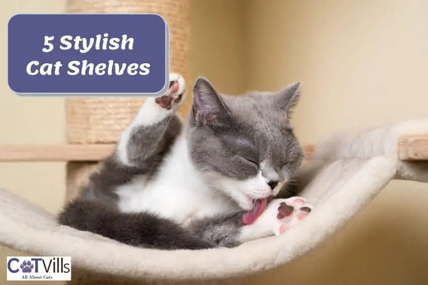 5 Best Cat Shelves: The Ultimate Solution for Small Spaces
