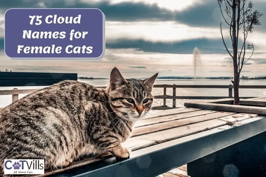 tiger cat with beautiful background of the sea and clouds