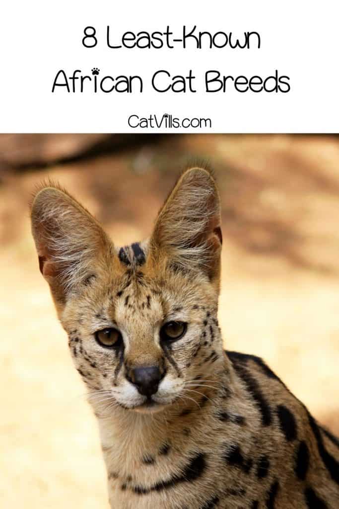 8 Least-Known African Cat Breeds