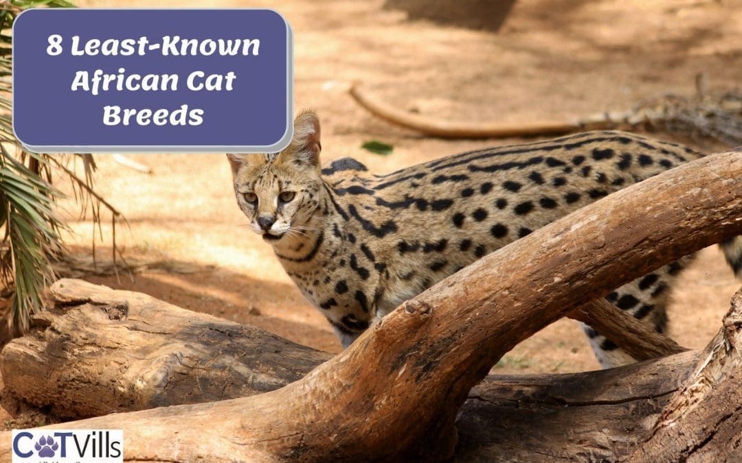 African Cat Breeds: The Beauty of Felines from the Continent