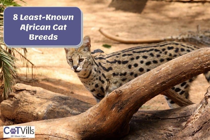 A serval cat standing behind a wood. It is one of the most beautiful african cat breeds.